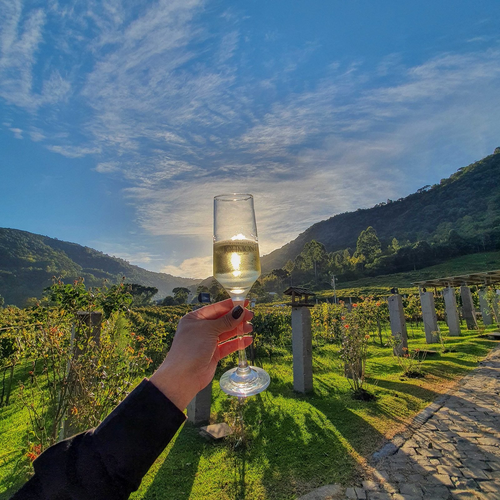 Parreiral da Vinícola Jolimont no Terroir Morro Calçado
