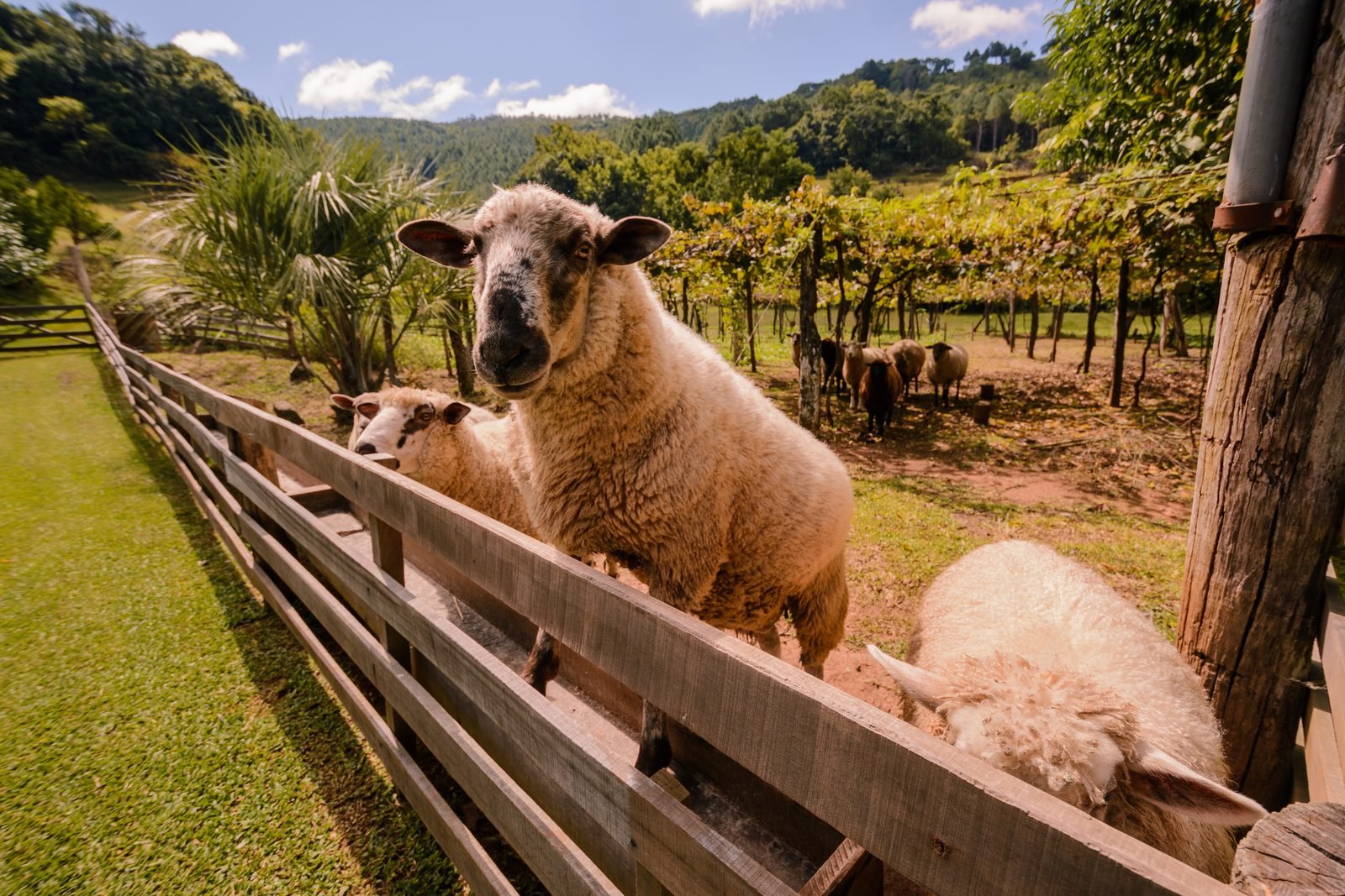 Bodegão Família Boff, Marco Zero da colonização italiana em Gramado
